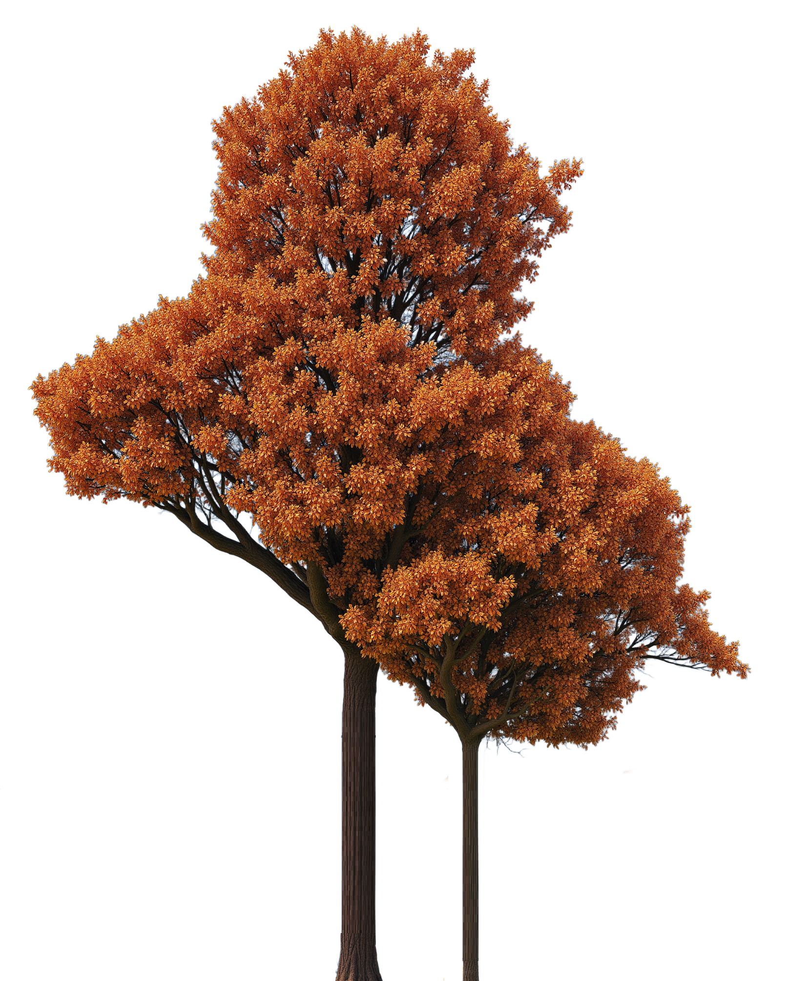 Payiz 1